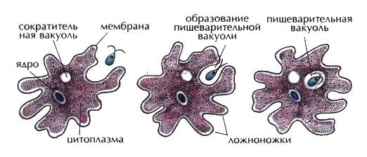 Амёба протей (характеристика и строение)