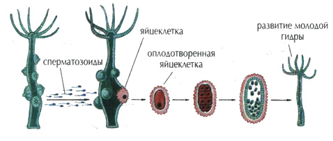 Размножение гидры | Зоология. Реферат, доклад, сообщение, кратко,  презентация, лекция, шпаргалка, конспект, ГДЗ, тест