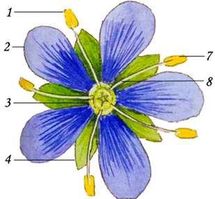 Строение цветка