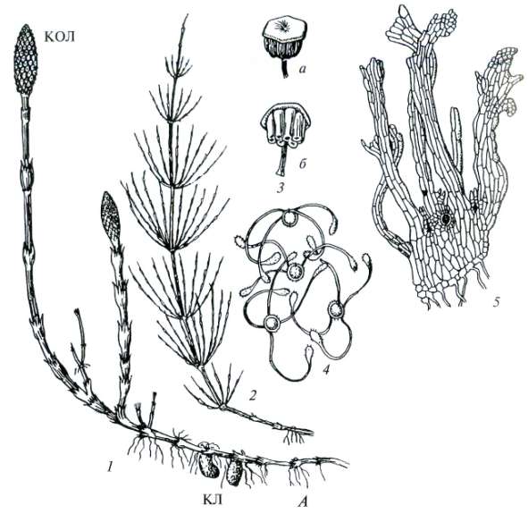 Хвощ полевой (Equisetum arvense) | Ботаника. Реферат, доклад, сообщение,  кратко, презентация, лекция, шпаргалка, конспект, ГДЗ, тест