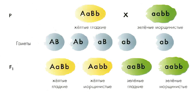 Олимпиада школьников СПбГУ по биологии