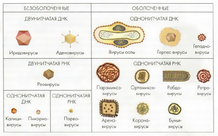 Вакцины: путь от изобретения до применения