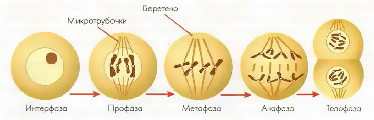 Последовательность картинок- митоз, мейоз – Галина Енютина